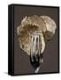 Truffle Slices in Tongs-Marc O^ Finley-Framed Stretched Canvas