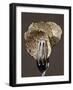 Truffle Slices in Tongs-Marc O^ Finley-Framed Photographic Print