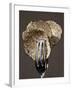 Truffle Slices in Tongs-Marc O^ Finley-Framed Photographic Print