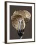 Truffle Slices in Tongs-Marc O^ Finley-Framed Photographic Print