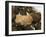 Truffles at La Truffe De Ventoux Truffle Farm, Vaucluse, Rhone, Provence, France-Per Karlsson-Framed Photographic Print