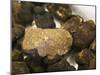 Truffles at La Truffe De Ventoux Truffle Farm, Vaucluse, Rhone, Provence, France-Per Karlsson-Mounted Photographic Print