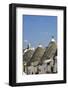 Trulli, Alberobello, UNESCO World Heritage Site, Apulia, Italy, Europe-Marco Brivio-Framed Photographic Print