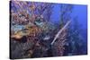 Trumpet Fish-Hal Beral-Stretched Canvas