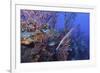 Trumpet Fish-Hal Beral-Framed Photographic Print