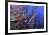 Trumpet Fish-Hal Beral-Framed Photographic Print