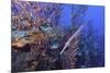 Trumpet Fish-Hal Beral-Mounted Photographic Print