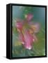 Trumpet Lily, Seattle, Washington, USA-Terry Eggers-Framed Stretched Canvas