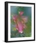 Trumpet Lily, Seattle, Washington, USA-Terry Eggers-Framed Photographic Print