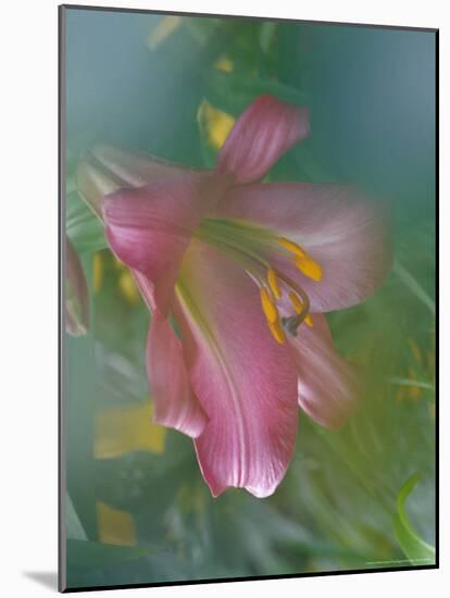 Trumpet Lily, Seattle, Washington, USA-Terry Eggers-Mounted Photographic Print