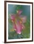 Trumpet Lily, Seattle, Washington, USA-Terry Eggers-Framed Photographic Print