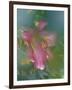 Trumpet Lily, Seattle, Washington, USA-Terry Eggers-Framed Photographic Print