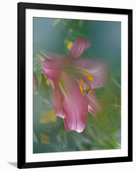 Trumpet Lily, Seattle, Washington, USA-Terry Eggers-Framed Photographic Print