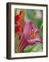 Trumpet Lily, Seattle, Washington, USA-Terry Eggers-Framed Photographic Print