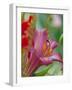 Trumpet Lily, Seattle, Washington, USA-Terry Eggers-Framed Photographic Print