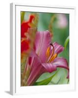 Trumpet Lily, Seattle, Washington, USA-Terry Eggers-Framed Photographic Print