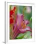 Trumpet Lily, Seattle, Washington, USA-Terry Eggers-Framed Photographic Print