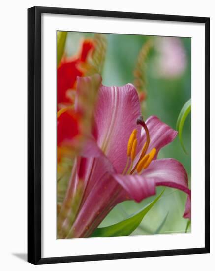 Trumpet Lily, Seattle, Washington, USA-Terry Eggers-Framed Photographic Print