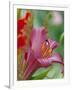 Trumpet Lily, Seattle, Washington, USA-Terry Eggers-Framed Photographic Print