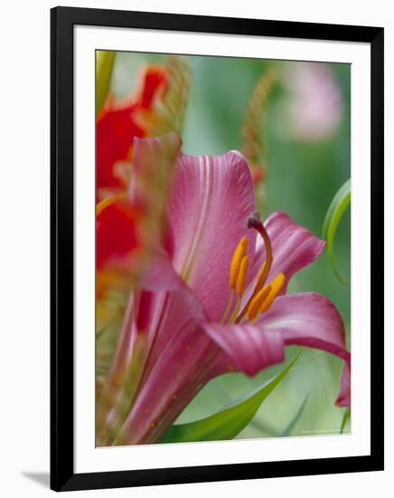 Trumpet Lily, Seattle, Washington, USA-Terry Eggers-Framed Photographic Print