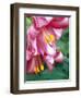 Trumpet Lily, Seattle, Washington, USA-Terry Eggers-Framed Photographic Print