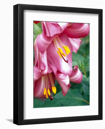 Trumpet Lily, Seattle, Washington, USA-Terry Eggers-Framed Photographic Print