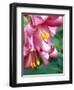 Trumpet Lily, Seattle, Washington, USA-Terry Eggers-Framed Photographic Print