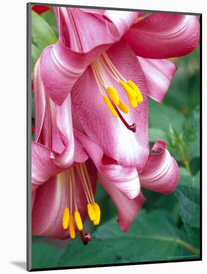 Trumpet Lily, Seattle, Washington, USA-Terry Eggers-Mounted Photographic Print