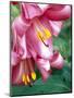 Trumpet Lily, Seattle, Washington, USA-Terry Eggers-Mounted Photographic Print