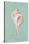 Trumpet Shell-Hardenbrook Studio-Stretched Canvas