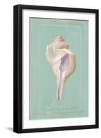 Trumpet Shell-Hardenbrook Studio-Framed Art Print