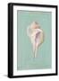 Trumpet Shell-Hardenbrook Studio-Framed Art Print