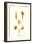 Trumpet Shells-John Mawe-Framed Art Print