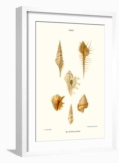 Trumpet Shells-John Mawe-Framed Art Print