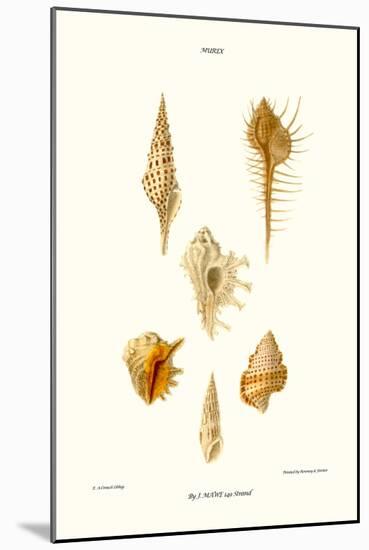 Trumpet Shells-John Mawe-Mounted Art Print