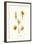 Trumpet Shells-John Mawe-Framed Art Print