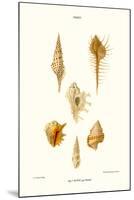 Trumpet Shells-John Mawe-Mounted Art Print