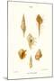 Trumpet Shells-John Mawe-Mounted Art Print