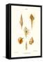 Trumpet Shells-John Mawe-Framed Stretched Canvas