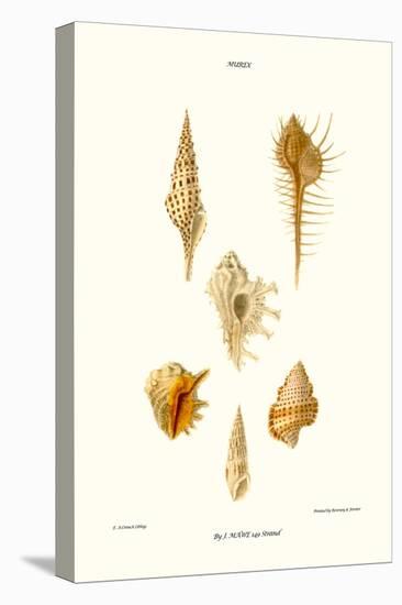 Trumpet Shells-John Mawe-Stretched Canvas