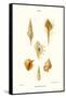 Trumpet Shells-John Mawe-Framed Stretched Canvas