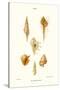 Trumpet Shells-John Mawe-Stretched Canvas