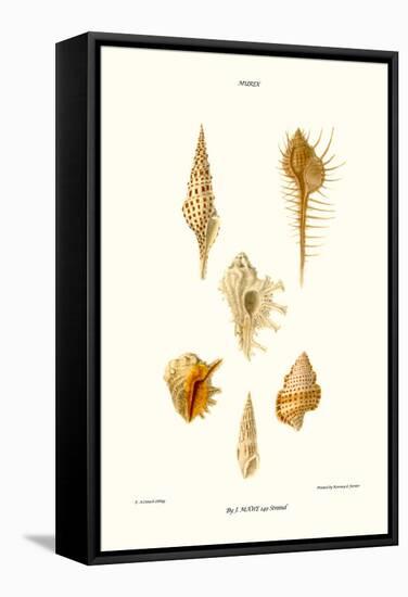 Trumpet Shells-John Mawe-Framed Stretched Canvas