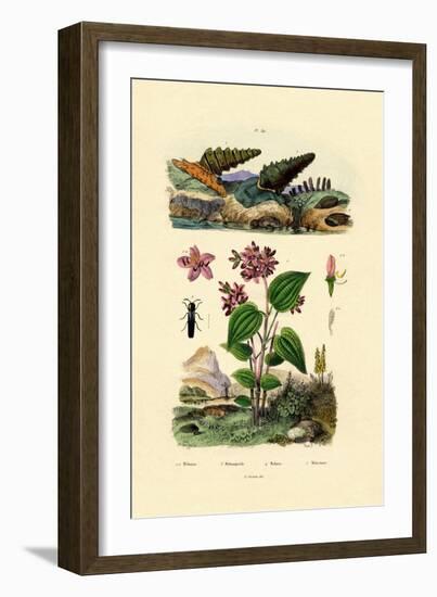 Trumpet Snail, 1833-39-null-Framed Giclee Print