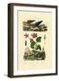 Trumpet Snail, 1833-39-null-Framed Giclee Print