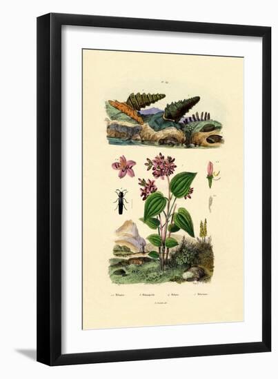 Trumpet Snail, 1833-39-null-Framed Giclee Print