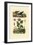 Trumpet Snail, 1833-39-null-Framed Giclee Print