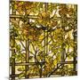 Trumpet Vine Leaded Glass Window-Tiffany Studios-Mounted Giclee Print