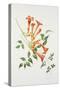 Trumpet Vine-Sally Crosthwaite-Stretched Canvas