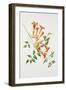 Trumpet Vine-Sally Crosthwaite-Framed Giclee Print